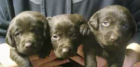 Choc Girl, a female Labrador Retriever for sale in Littleton, CO – 3 of 3