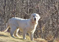 White Girl, a  Golden Retriever for sale in Littleton, CO – 3 of 4