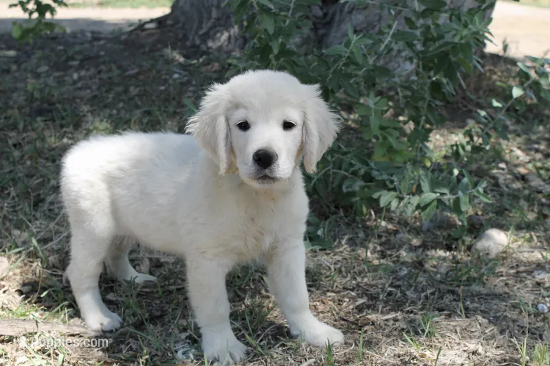 White Boy – Golden Retriever puppy for sale in Littleton, CO