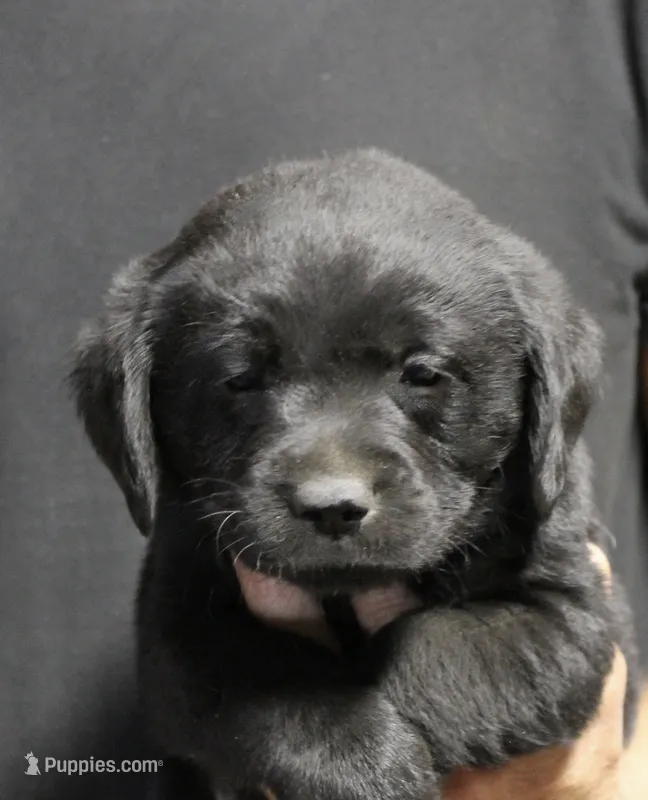 Black boy – Labrador Retriever puppy for sale in Littleton, CO