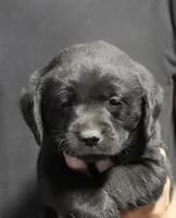Black boy, a male Labrador Retriever for sale in Littleton, CO – 1 of 2