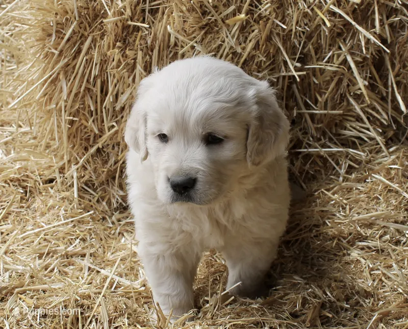 White Boy – English Cream Golden Retriever puppy for sale in Littleton, CO