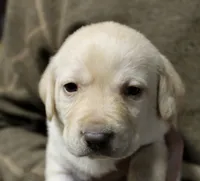 Yellow Girl, a female Labrador Retriever for sale in Littleton, CO – 2 of 2