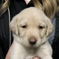 Cream Girl, a female Labrador Retriever for sale in Littleton, CO – 2 of 2