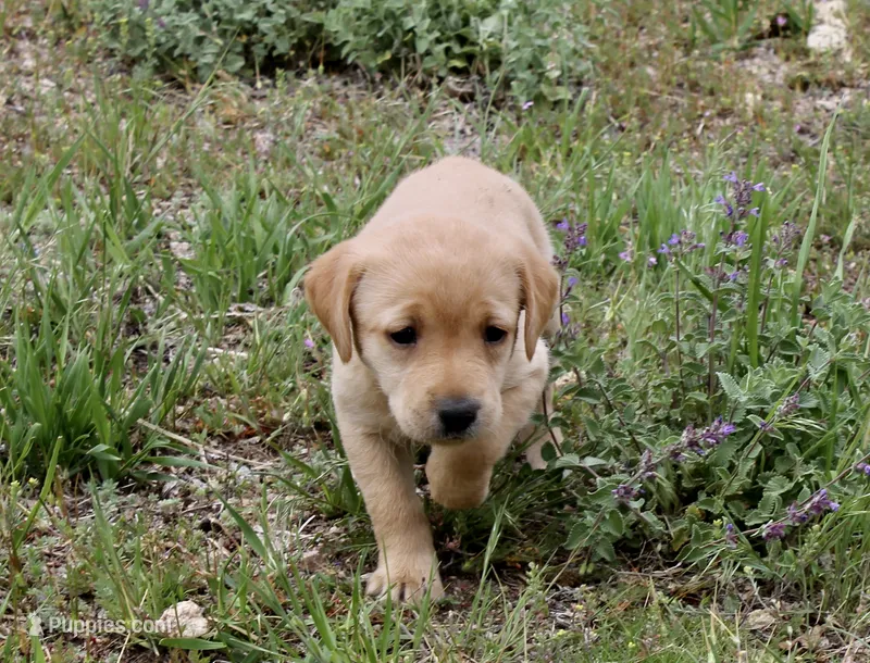 Yellow (Fox red) – Labrador Retriever puppy for sale in Littleton, CO