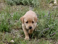 Yellow (Fox red), a female Labrador Retriever for sale in Littleton, CO – 1 of 3
