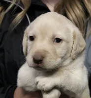 Cream Girl, a female Labrador Retriever for sale in Littleton, CO – 1 of 2
