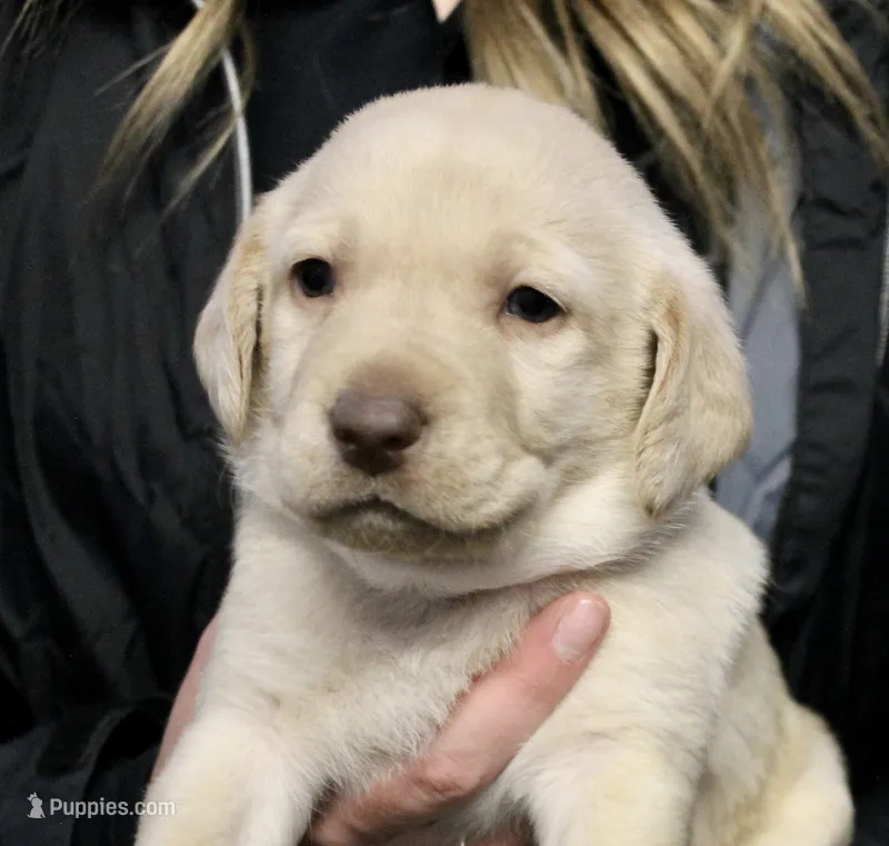 Cream boy – Labrador Retriever puppy for sale in Littleton, CO