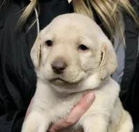 Cream boy, a male Labrador Retriever for sale in Littleton, CO – 1 of 2