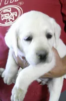 Polar Wht Boy, a  Labrador Retriever for sale in Littleton, CO – 1 of 4