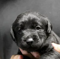 Black boy, a male Labrador Retriever for sale in Littleton, CO – 2 of 2