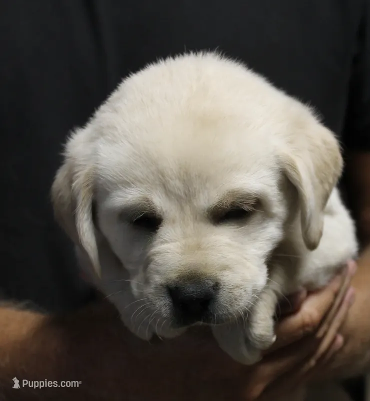 White Girl – Labrador Retriever puppy for sale in Littleton, CO