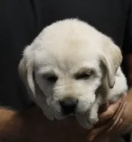 White Girl, a female Labrador Retriever for sale in Littleton, CO – 1 of 2