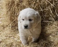 White Boy, a female Golden Retriever for sale in Littleton, CO – 1 of 2