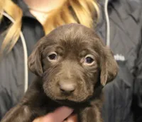 choc Girl, a female Labrador Retriever for sale in Littleton, CO – 2 of 2