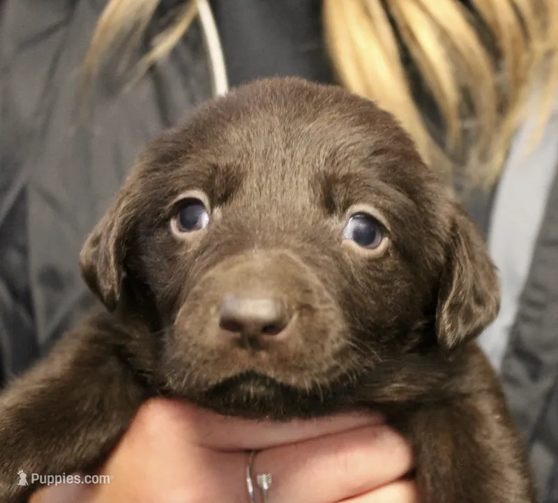 choc Girl – Labrador Retriever puppy for sale in Littleton, CO
