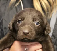 choc Girl, a female Labrador Retriever for sale in Littleton, CO – 1 of 2
