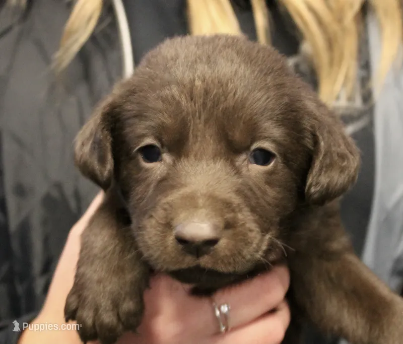 Choc boy – Labrador Retriever puppy for sale in Littleton, CO