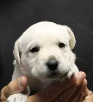 White Girl, a female Labrador Retriever for sale in Littleton, CO – 2 of 2