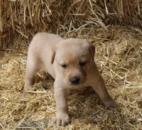 Yellow (Fox red), a female Labrador Retriever for sale in Littleton, CO – 2 of 2