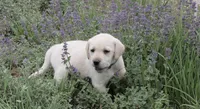 Polar Wht Boy, a  Labrador Retriever for sale in Littleton, CO – 3 of 4