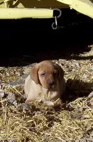 Yellow boys, a male Labrador Retriever for sale in Littleton, CO – Photo 1 of 3