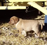 Yellow boys, a male Labrador Retriever for sale in Littleton, CO – Photo 2 of 3