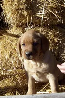 Yellow boys, a male Labrador Retriever for sale in Littleton, CO – Photo 3 of 3