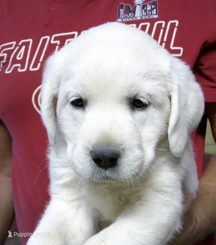 Polar Wht girl – Labrador Retriever puppy for sale in Littleton, CO