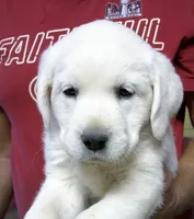 Polar Wht girl, a  Labrador Retriever for sale in Littleton, CO – 1 of 4
