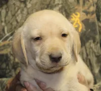 Yellow Girl, a female Labrador Retriever for sale in Littleton, CO – 1 of 2