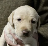Yellow male, a male Labrador Retriever for sale in Littleton, CO – 2 of 2
