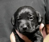 Black Girl, a male Labrador Retriever for sale in Littleton, CO – 2 of 2