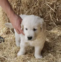 White Boy, a female Golden Retriever for sale in Littleton, CO – 2 of 2