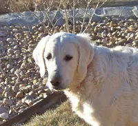 White Girl, a  Golden Retriever for sale in Littleton, CO – 4 of 4