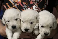 White Girl, a female English Cream Golden Retriever for sale in Littleton, CO – 4 of 4