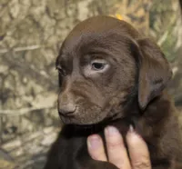 Choc Girl, a female Labrador Retriever for sale in Littleton, CO – 1 of 3