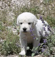 White Girl, a female Golden Retriever for sale in Littleton, CO – 2 of 4