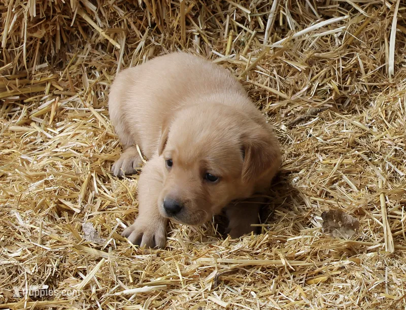 Yellow (Fox red) – Labrador Retriever puppy for sale in Littleton, CO