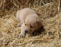 Yellow (Fox red), a female Labrador Retriever for sale in Littleton, CO – 1 of 2