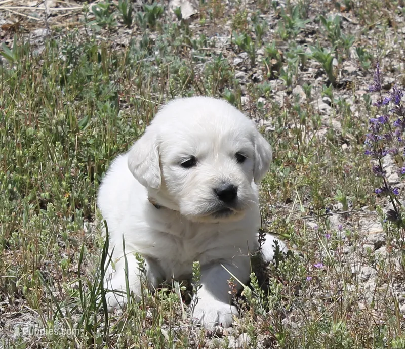 White Girl – Golden Retriever puppy for sale in Littleton, CO
