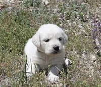 White Girl, a female Golden Retriever for sale in Littleton, CO – 1 of 4