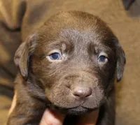 Choc Girl, a female Labrador Retriever for sale in Littleton, CO – 2 of 3