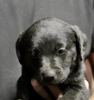 Black Girl, a male Labrador Retriever for sale in Littleton, CO – 1 of 2