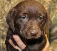Choc boy, a male Labrador Retriever for sale in Littleton, CO – 1 of 3