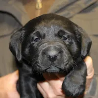 Black Girl, a female Labrador Retriever for sale in Littleton, CO – Photo 1 of 2
