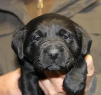 Black Girl, a female Labrador Retriever for sale in Littleton, CO – Photo 1 of 2