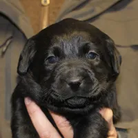 Black Girl, a female Labrador Retriever for sale in Littleton, CO – Photo 2 of 2