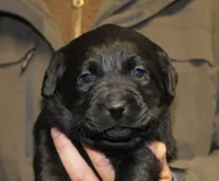 Black Girl, a female Labrador Retriever for sale in Littleton, CO – Photo 2 of 2
