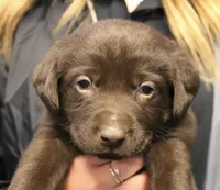Choc boy, a male Labrador Retriever for sale in Littleton, CO – 2 of 2